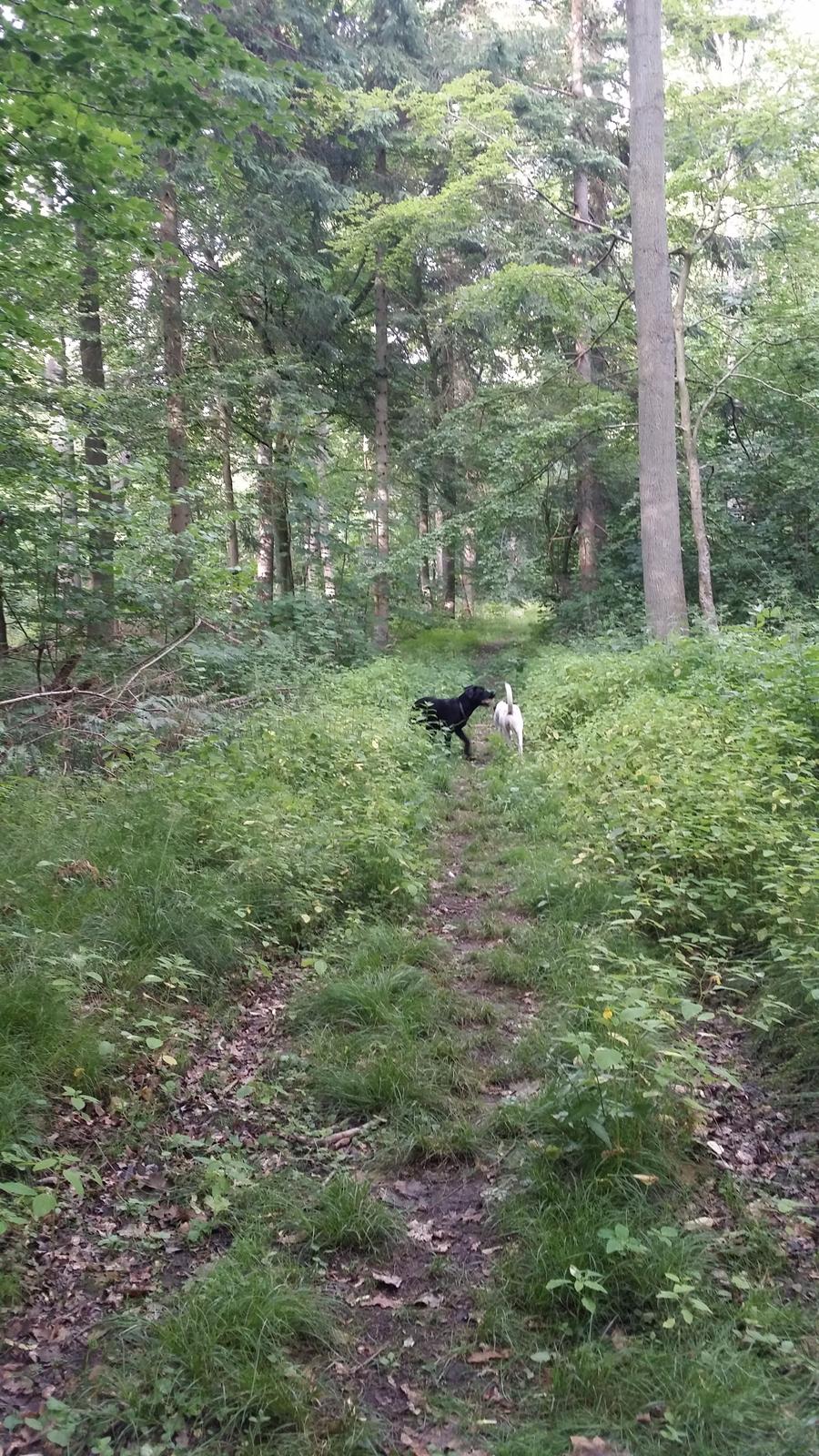 Blanding af racer Mikkel billede 14