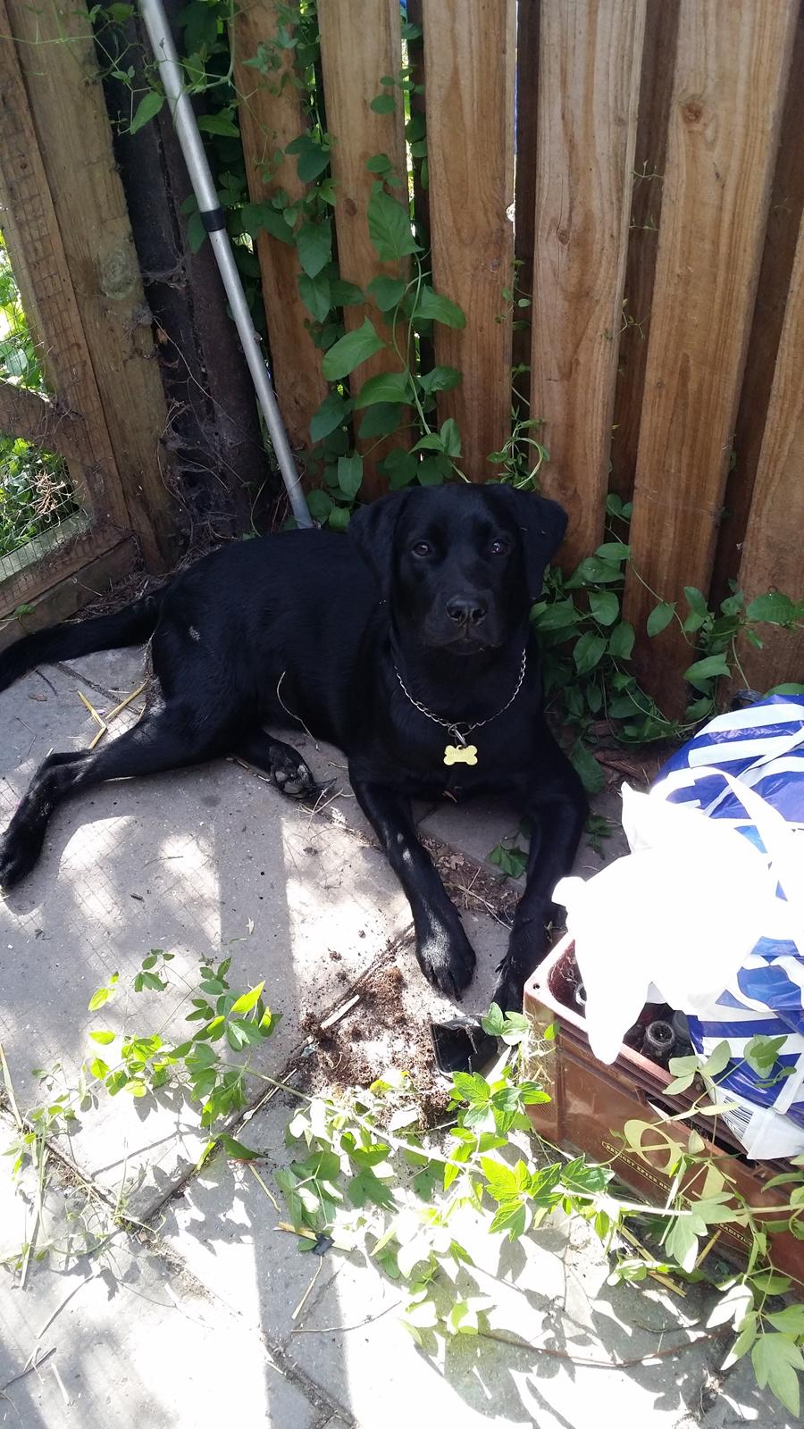 Blanding af racer Mikkel billede 15