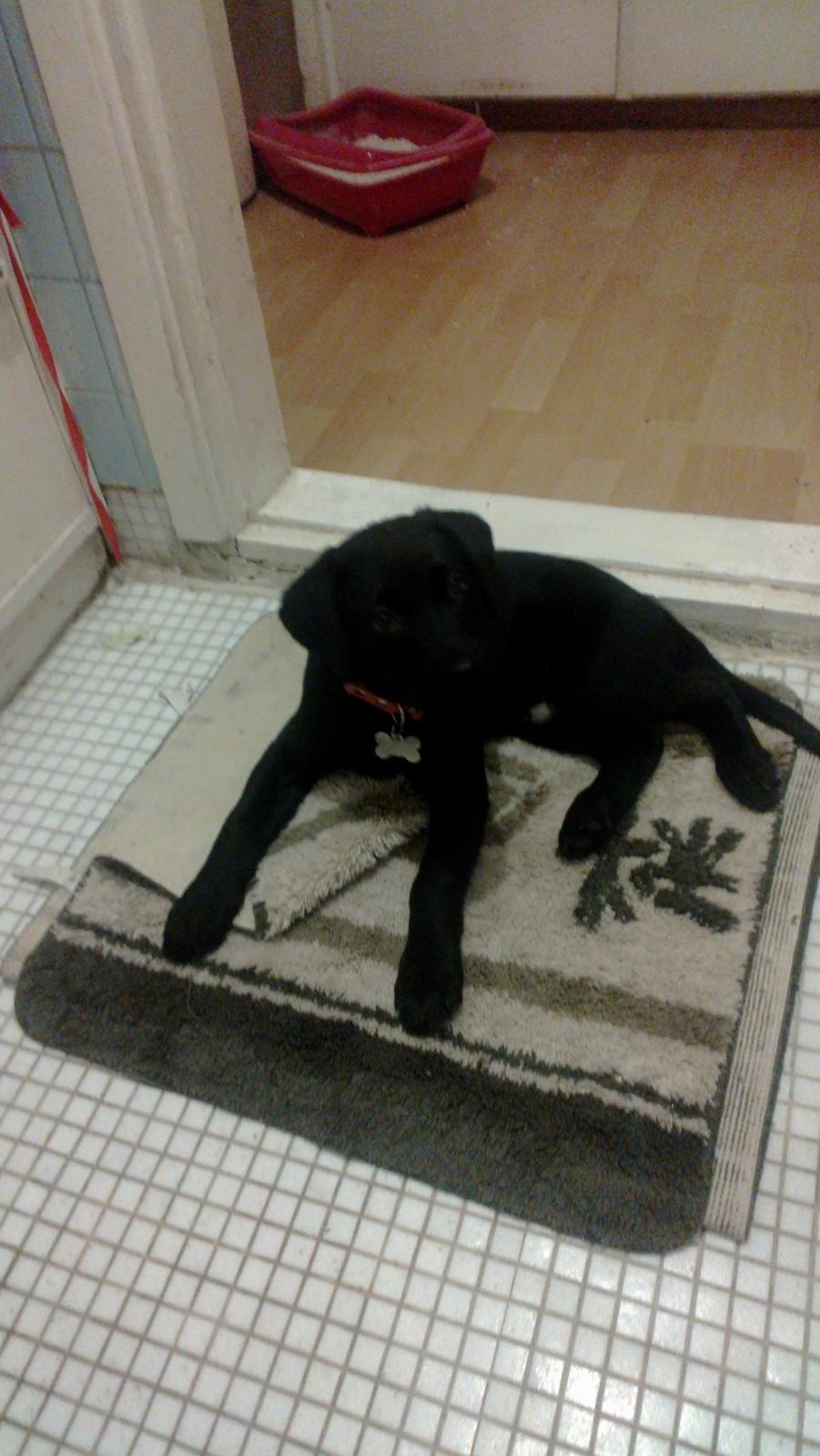 Blanding af racer Mikkel billede 16