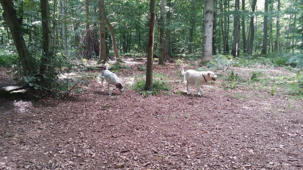 Labrador retriever tanja billede 11