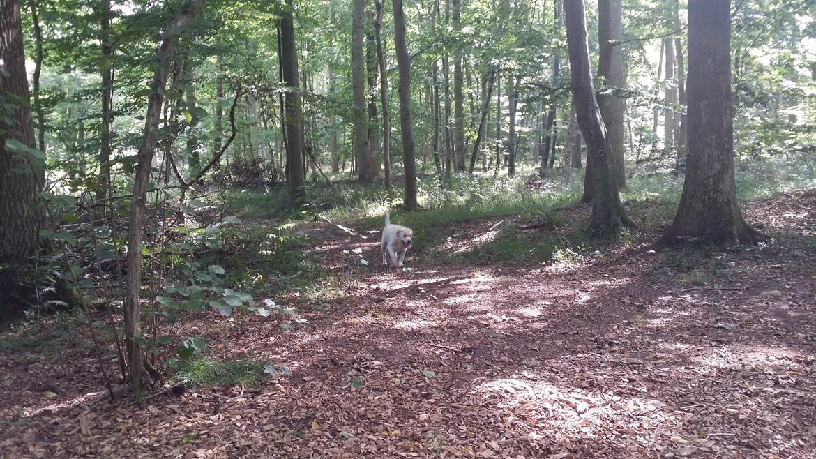 Labrador retriever tanja billede 12