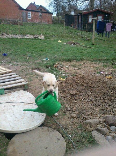 Labrador retriever tanja billede 13