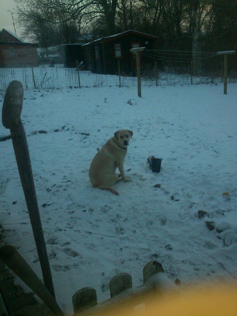 Labrador retriever tanja billede 14