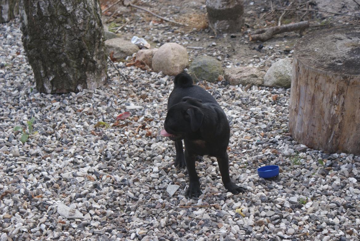 Mops Kalle billede 3