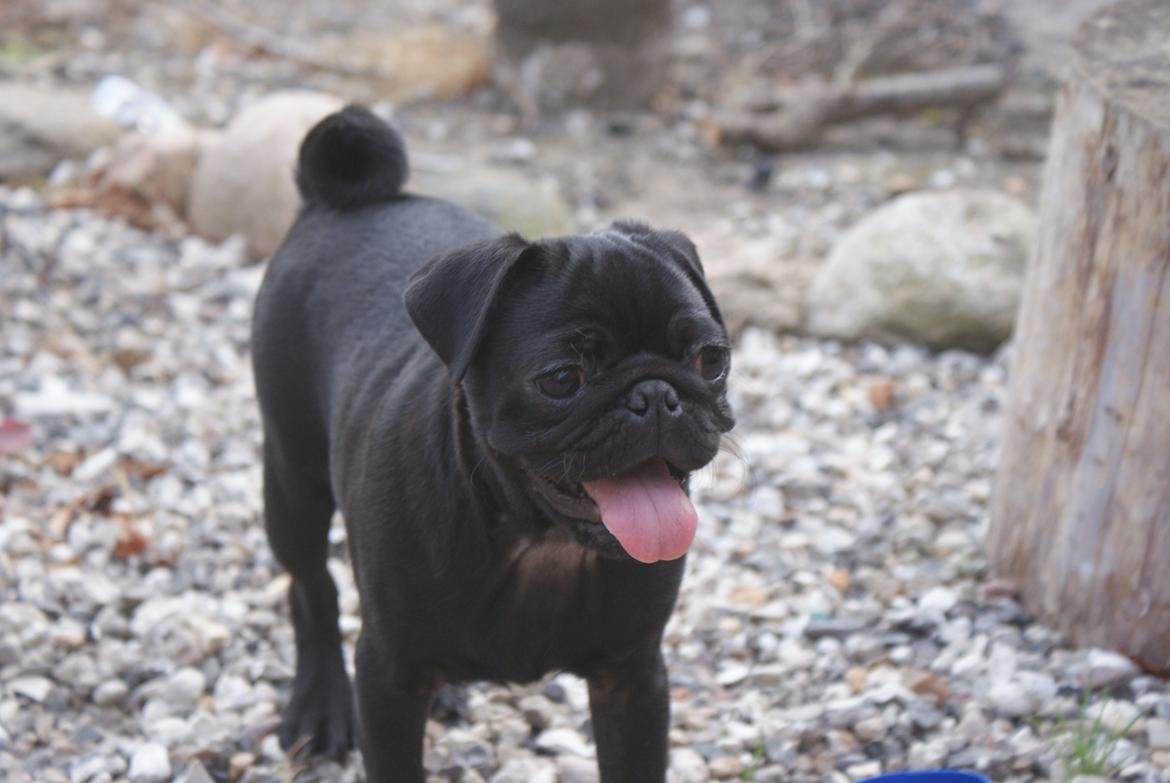 Mops Kalle billede 1