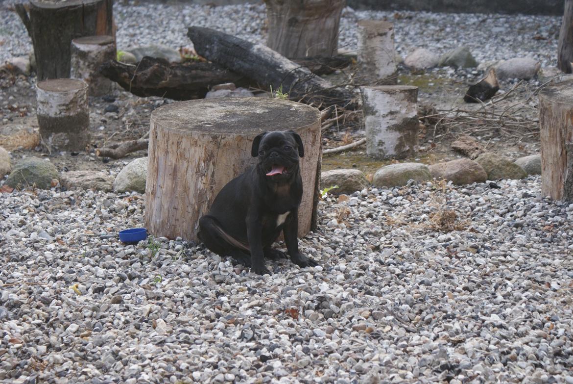 Mops Kalle billede 4