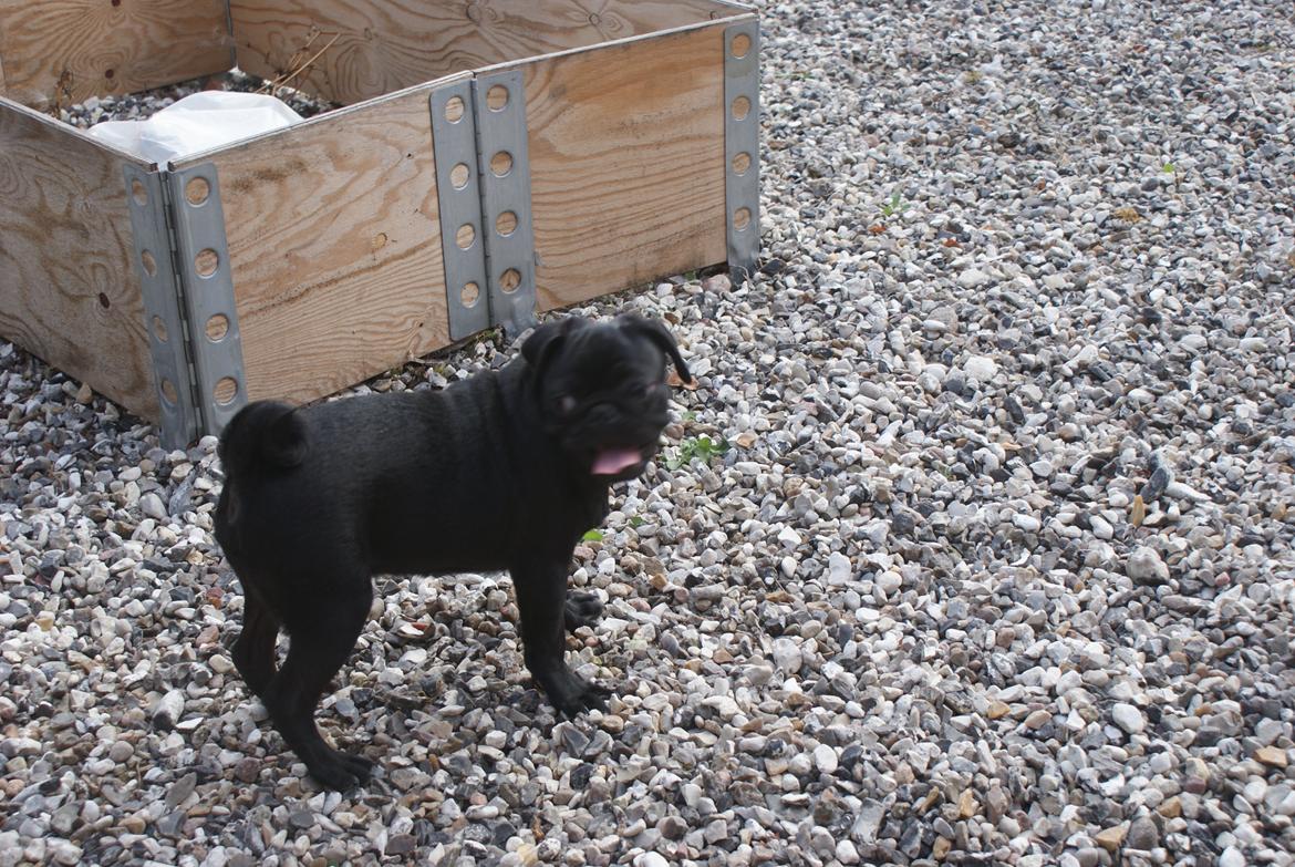 Mops Kalle billede 5