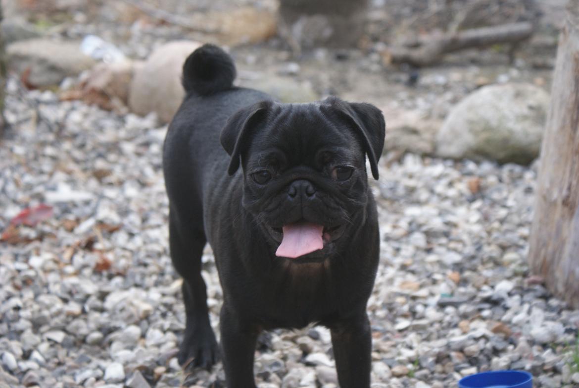 Mops Kalle billede 2