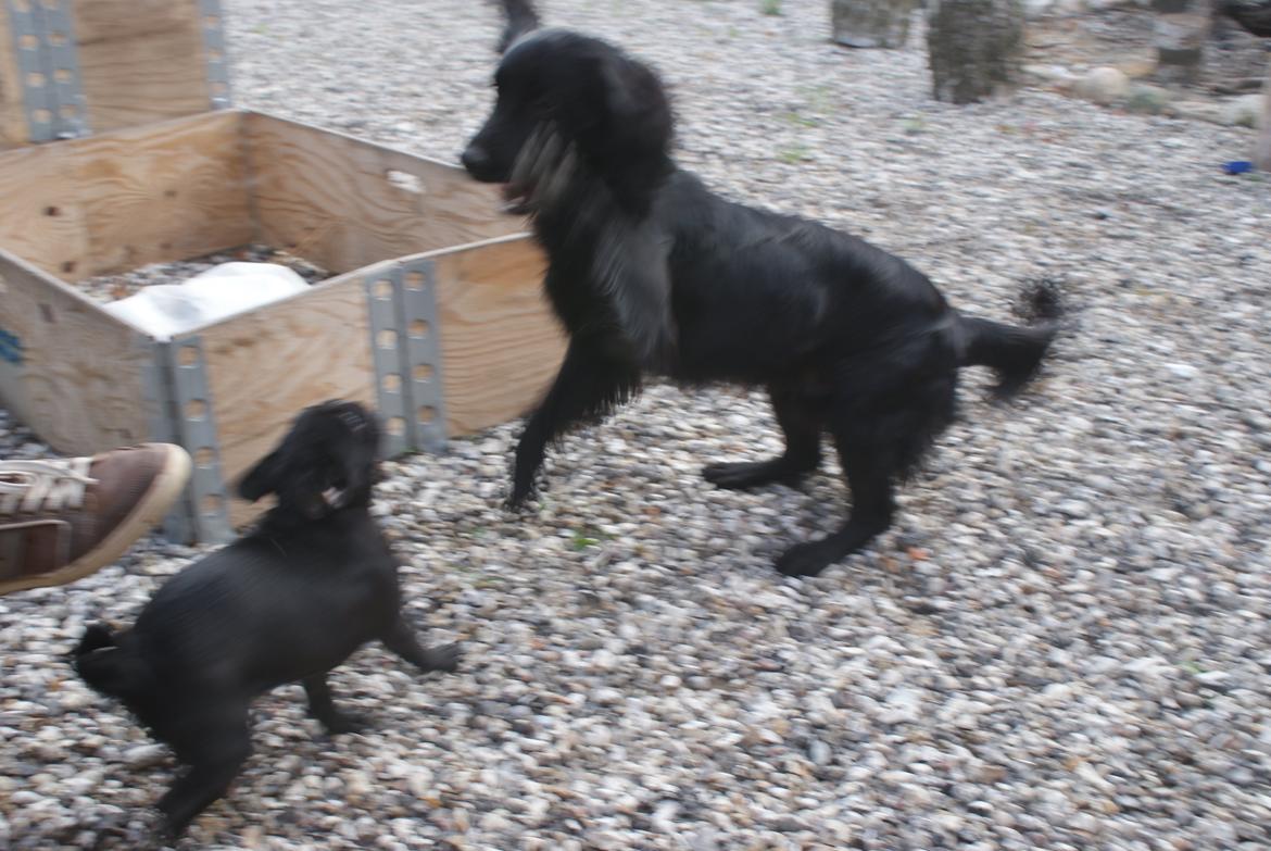 Mops Kalle billede 7