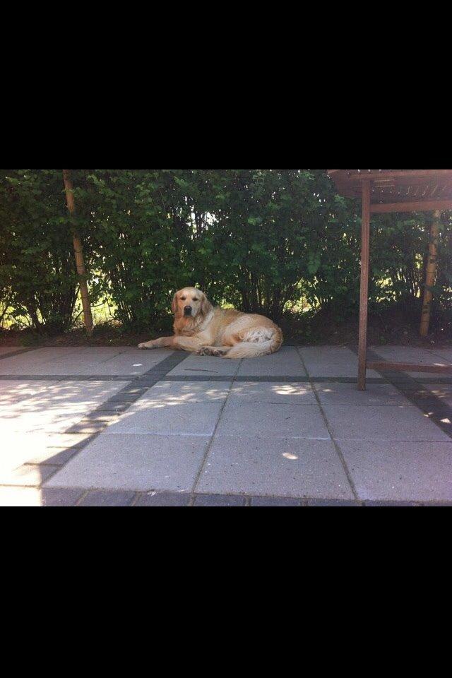 Golden retriever Trunte billede 1