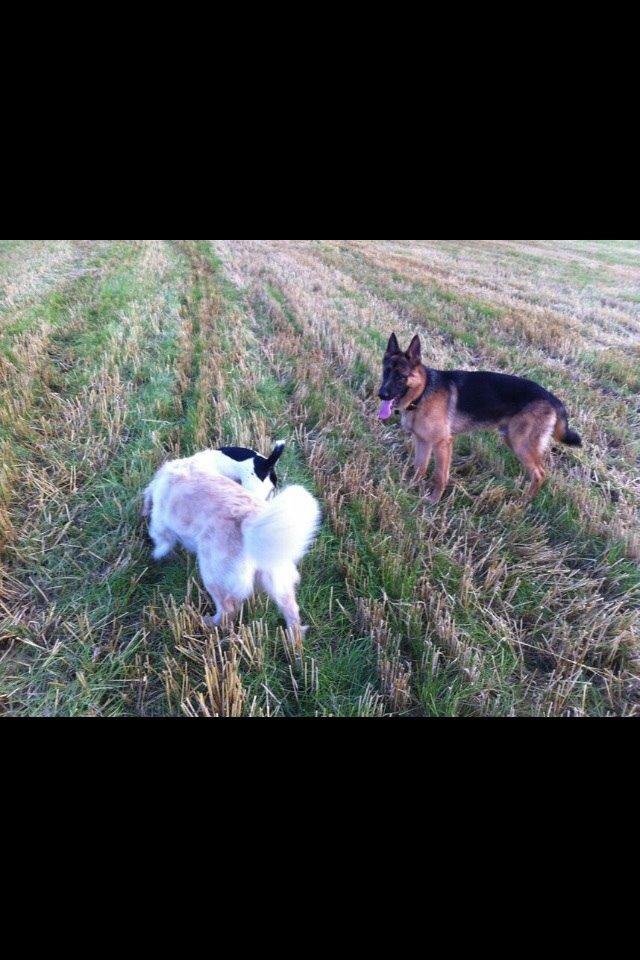 Golden retriever Trunte billede 2