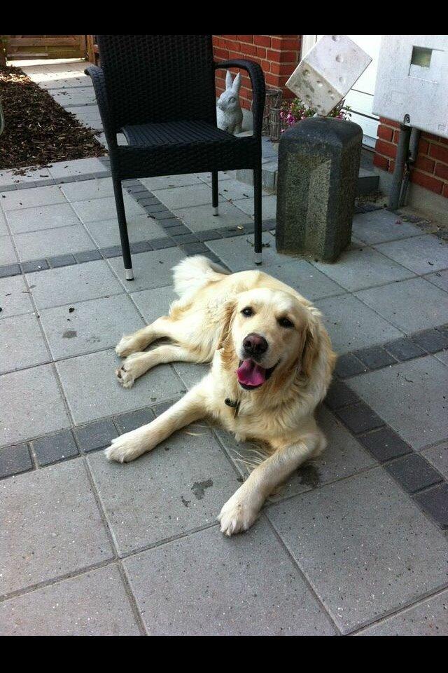 Golden retriever Trunte billede 3