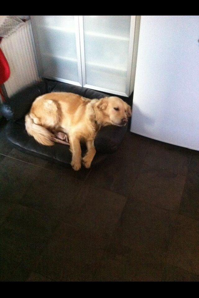 Golden retriever Trunte billede 5