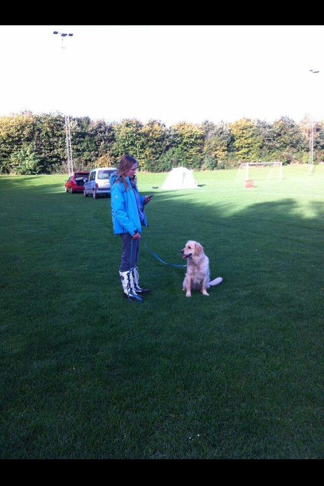 Golden retriever Trunte billede 4