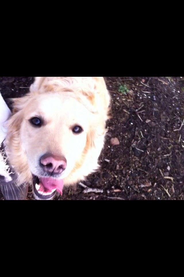 Golden retriever Trunte billede 6