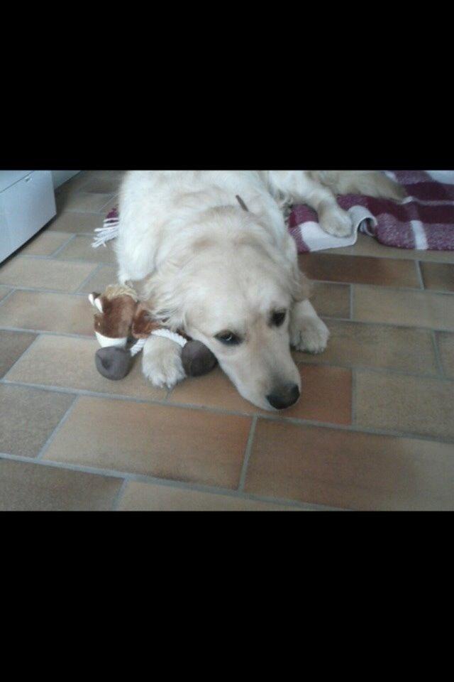 Golden retriever Trunte billede 7