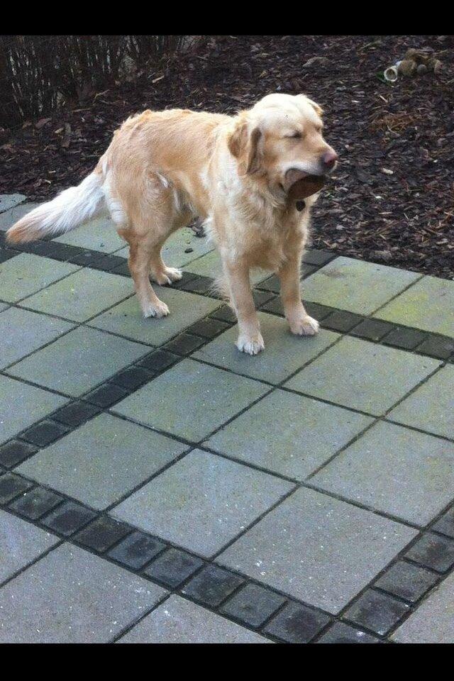 Golden retriever Trunte billede 8