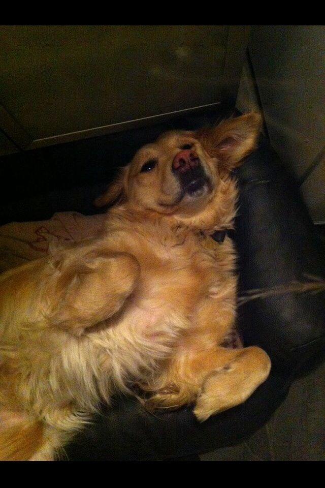 Golden retriever Trunte billede 9