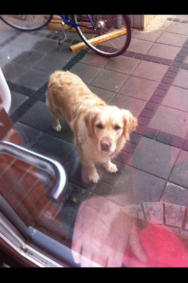 Golden retriever Trunte billede 10