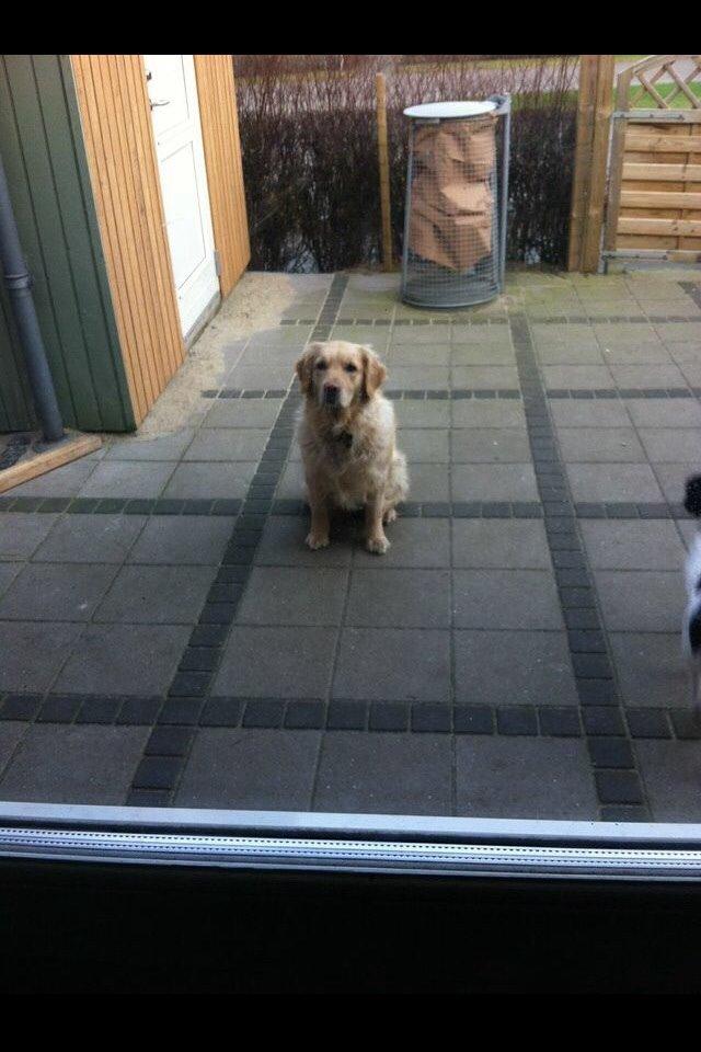 Golden retriever Trunte billede 11