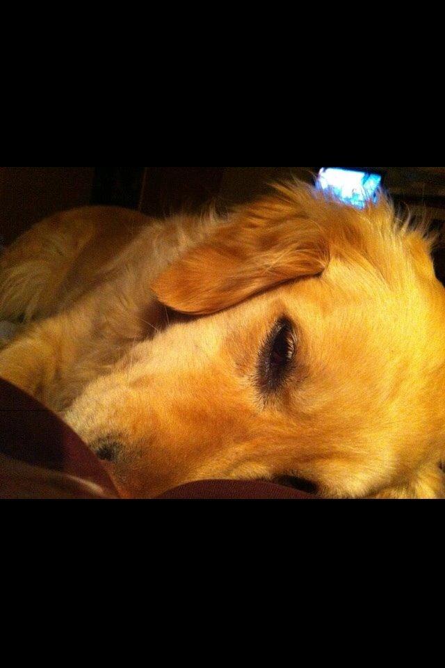 Golden retriever Trunte billede 12