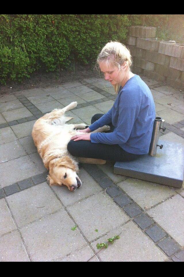 Golden retriever Trunte billede 13