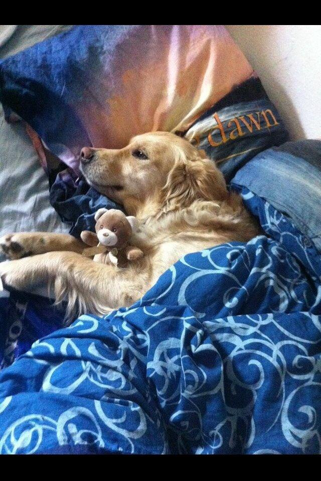 Golden retriever Trunte billede 14