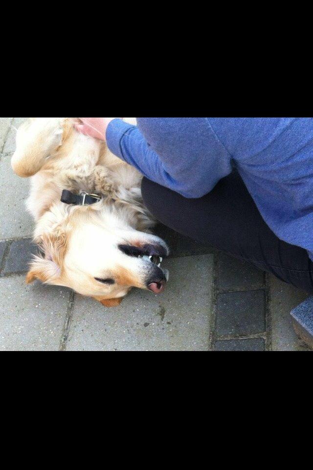 Golden retriever Trunte billede 15