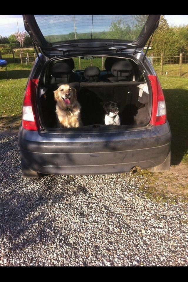 Golden retriever Trunte billede 16