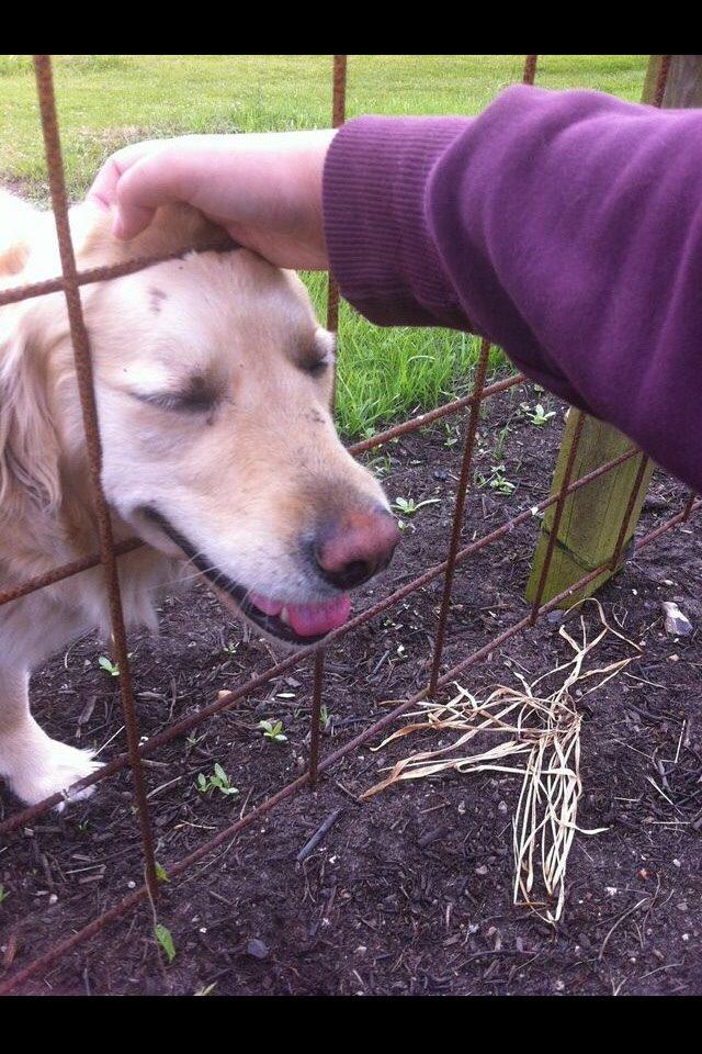 Golden retriever Trunte billede 17