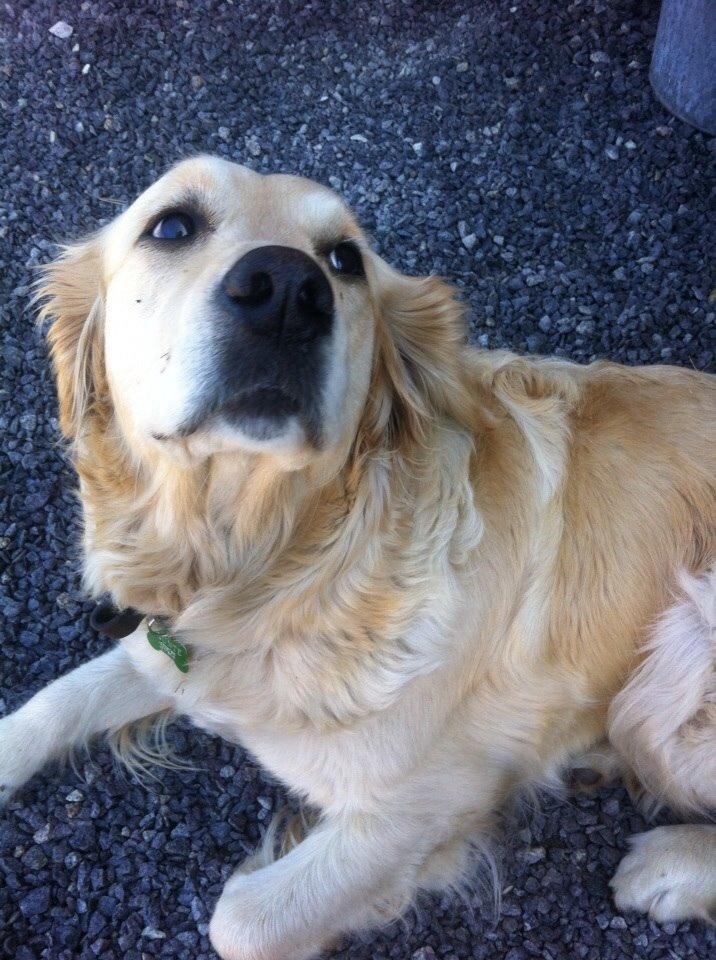 Golden retriever Trunte billede 18