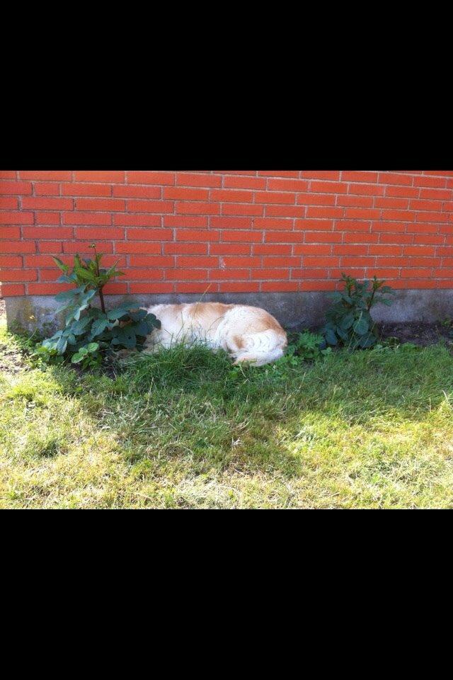 Golden retriever Trunte billede 19