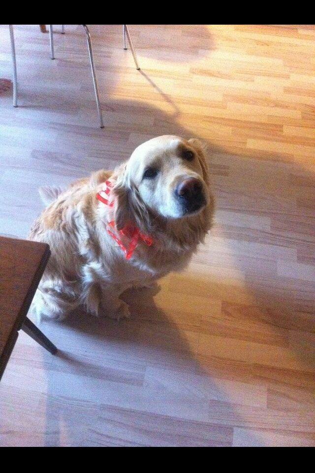 Golden retriever Trunte billede 20