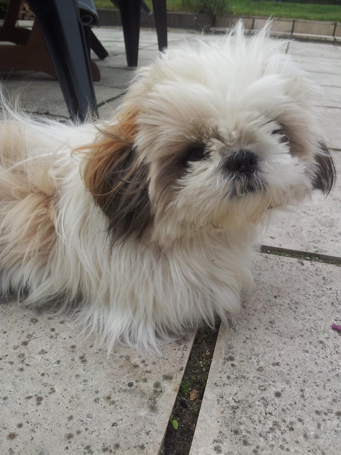 Shih tzu Bella billede 21