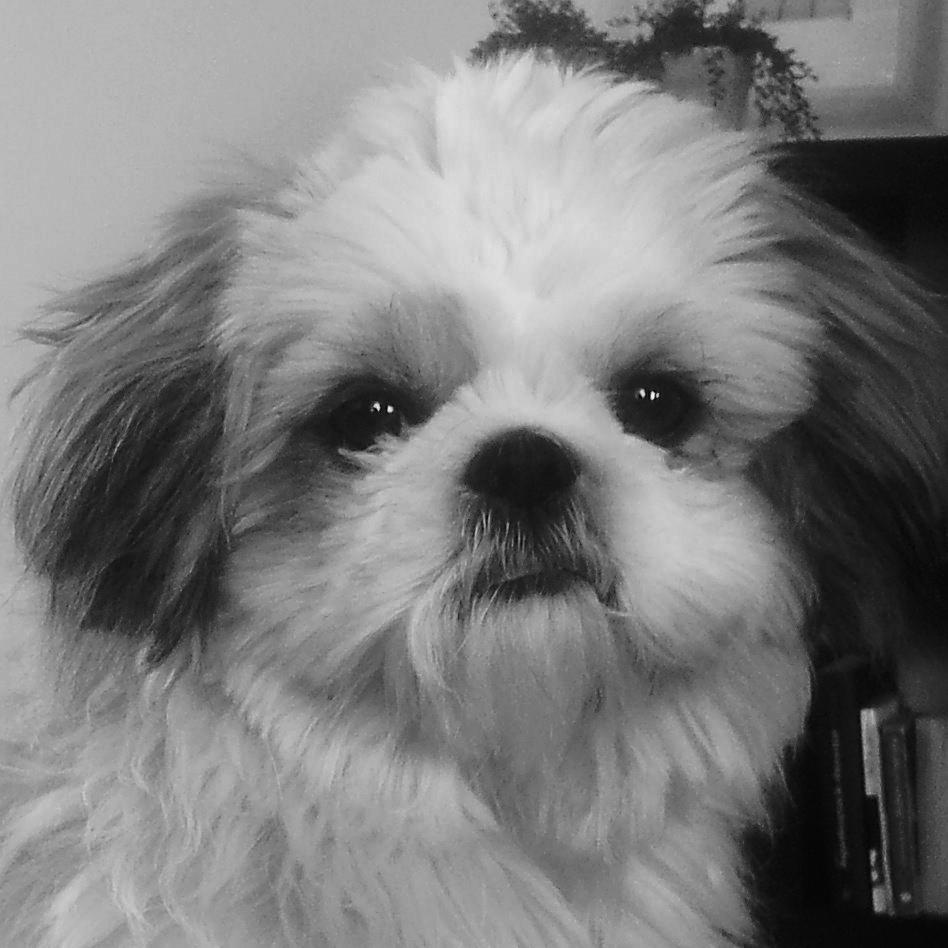 Shih tzu Bella billede 4