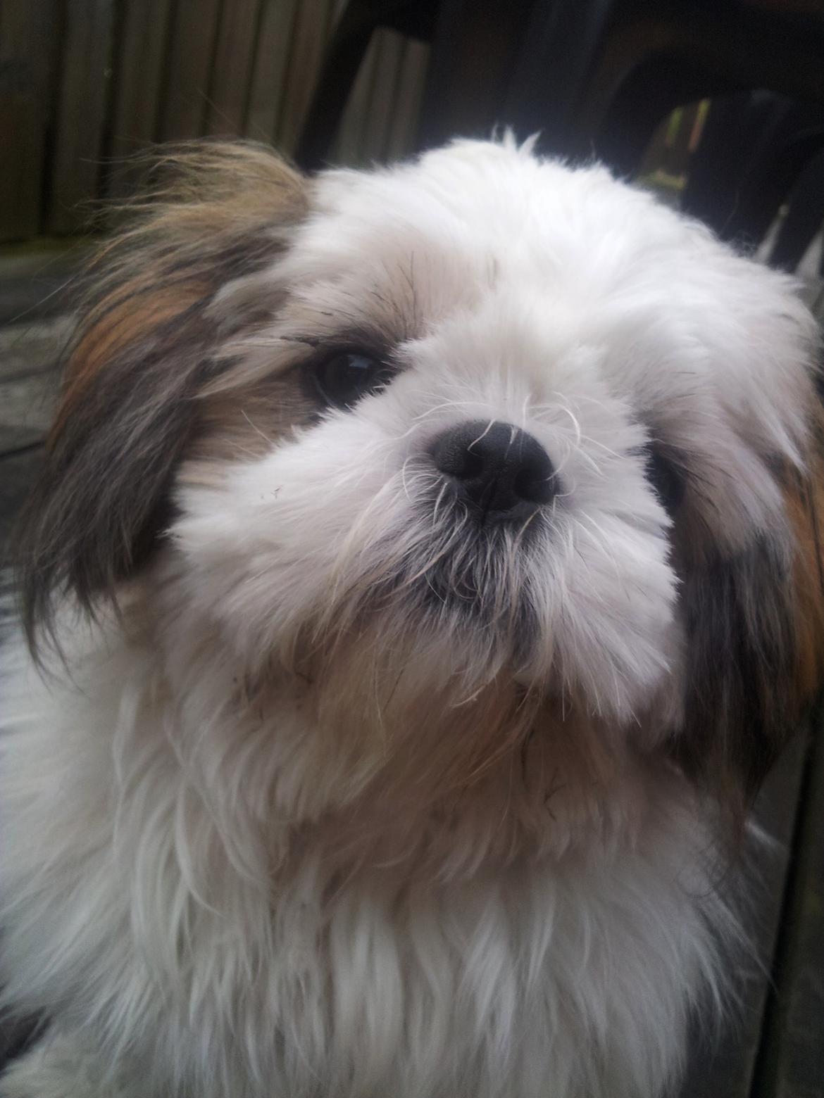 Shih tzu Bella billede 9