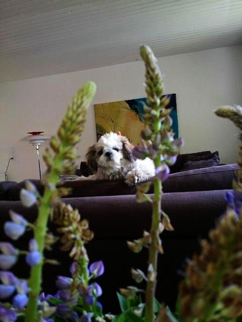 Shih tzu Bella billede 14