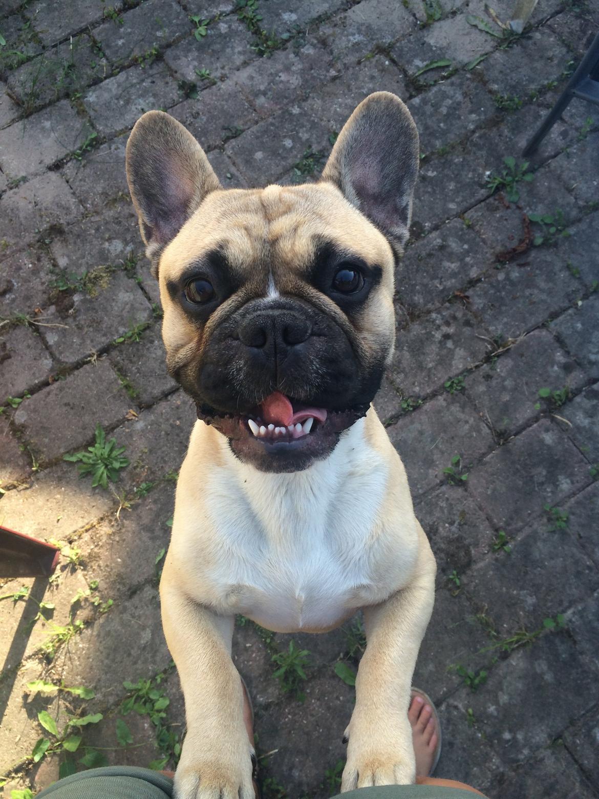 Fransk bulldog Joe billede 44