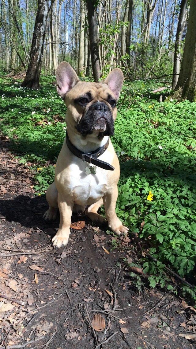 Fransk bulldog Joe billede 43