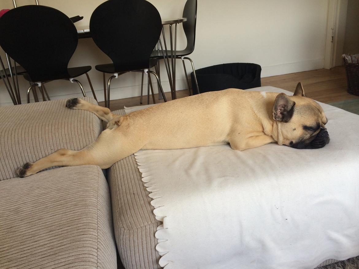 Fransk bulldog Joe billede 45