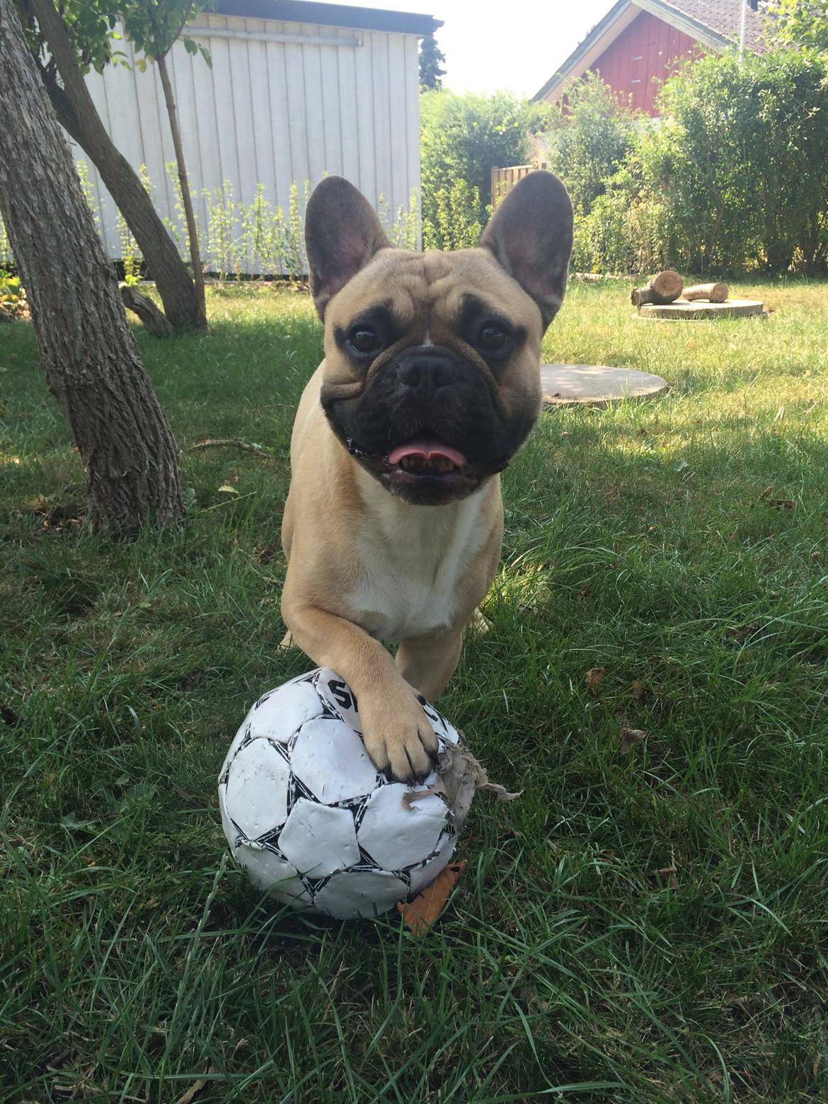 Fransk bulldog Joe billede 46