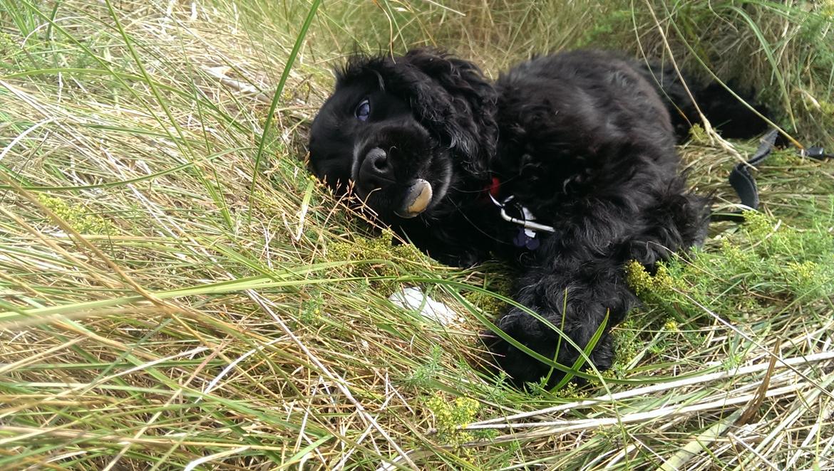 Cocker spaniel Pepsi billede 31