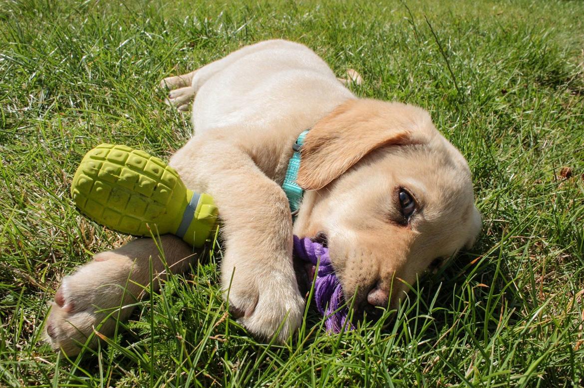 Labrador retriever Marvin billede 1