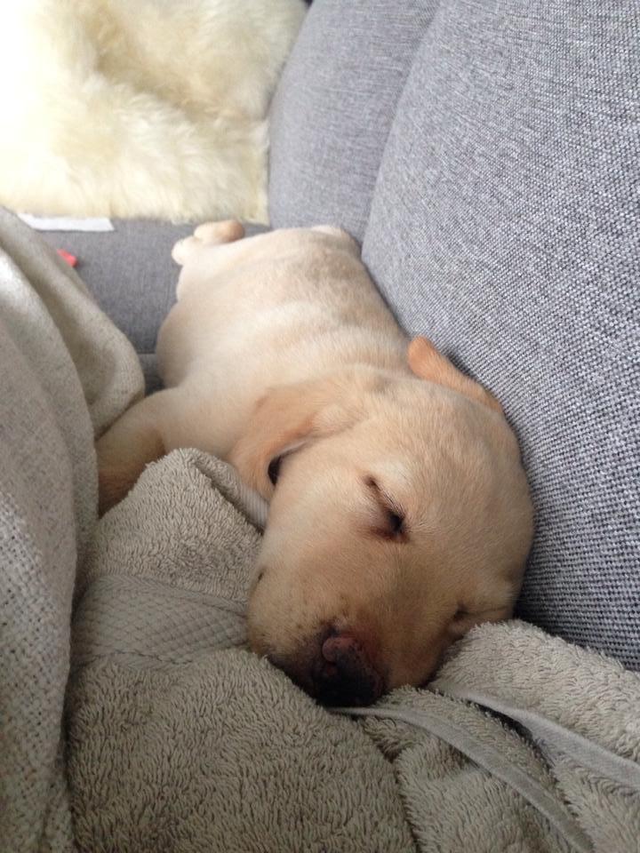 Labrador retriever Marvin billede 4