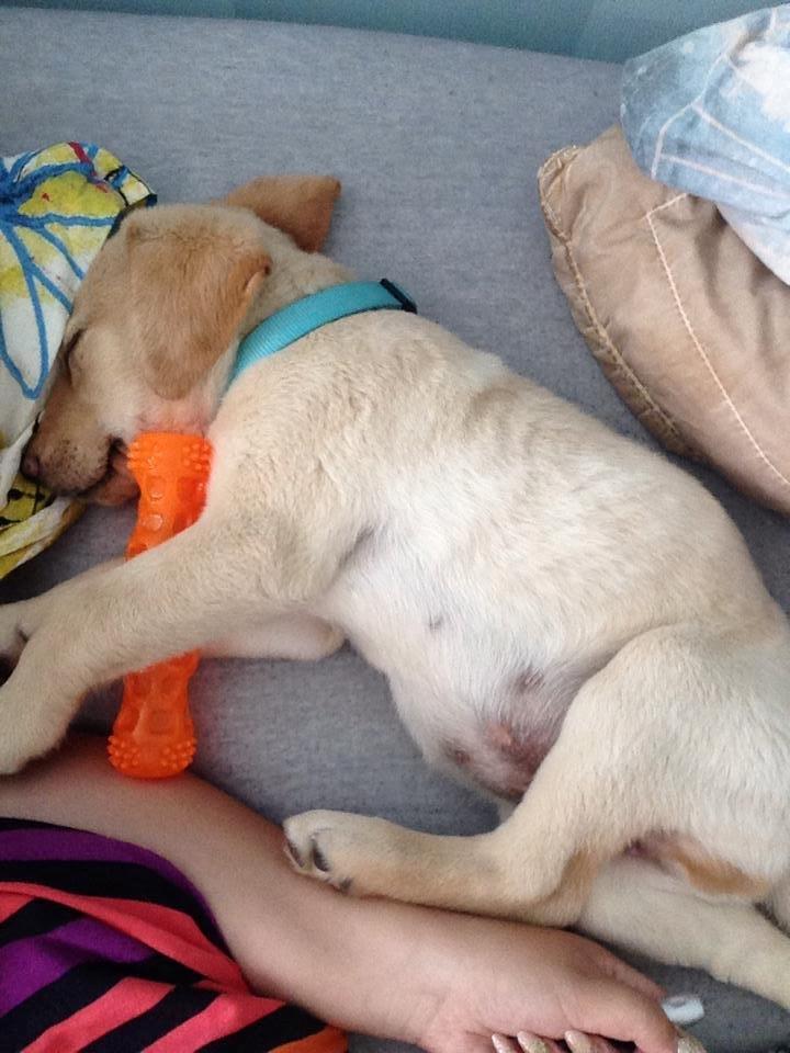 Labrador retriever Marvin billede 5