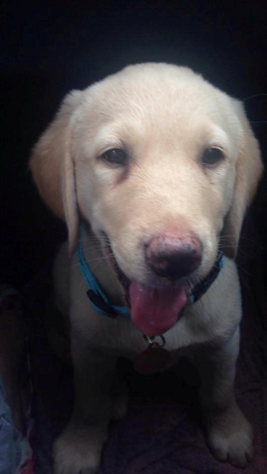 Labrador retriever Marvin billede 2