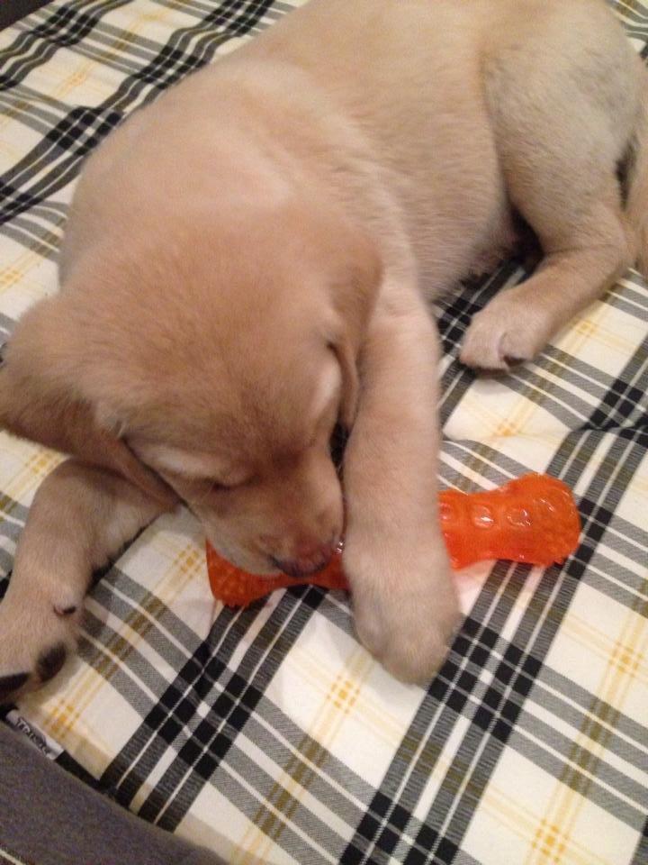 Labrador retriever Marvin billede 7