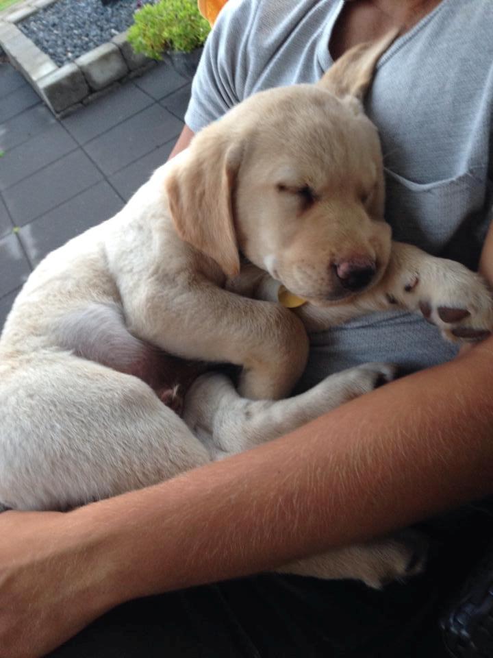 Labrador retriever Marvin billede 8