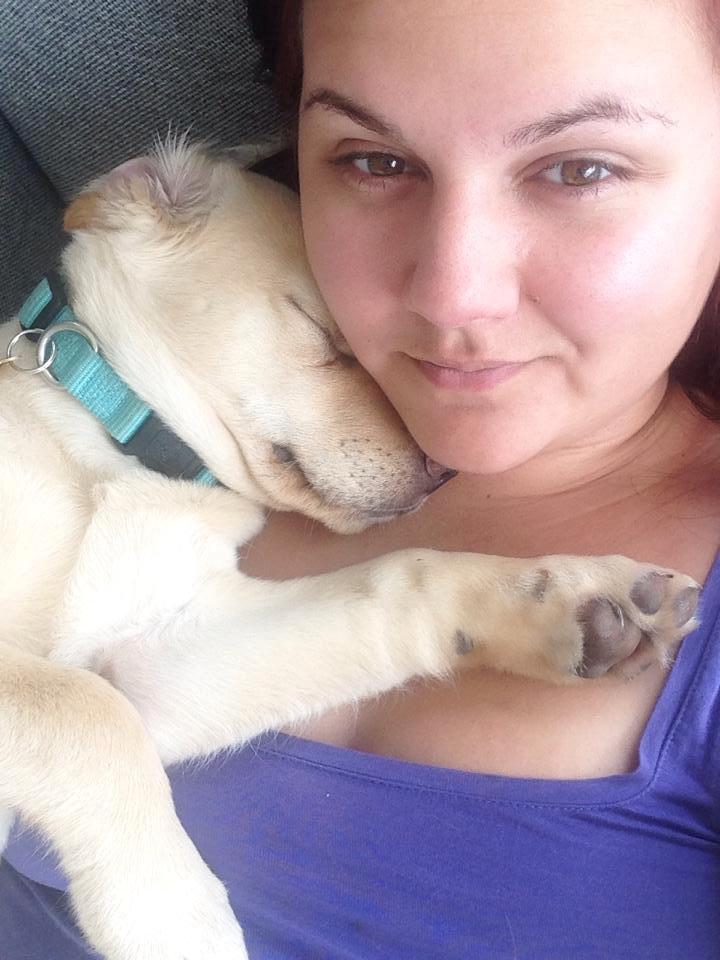 Labrador retriever Marvin billede 6