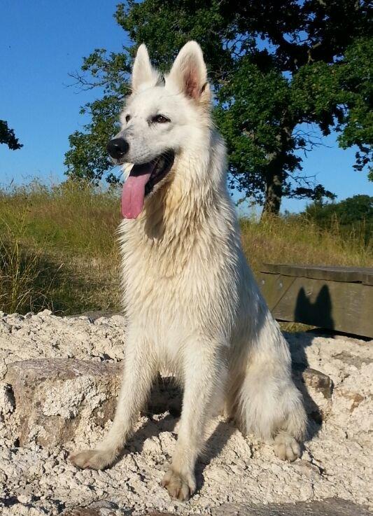 Hvid schæfer Smilla billede 1